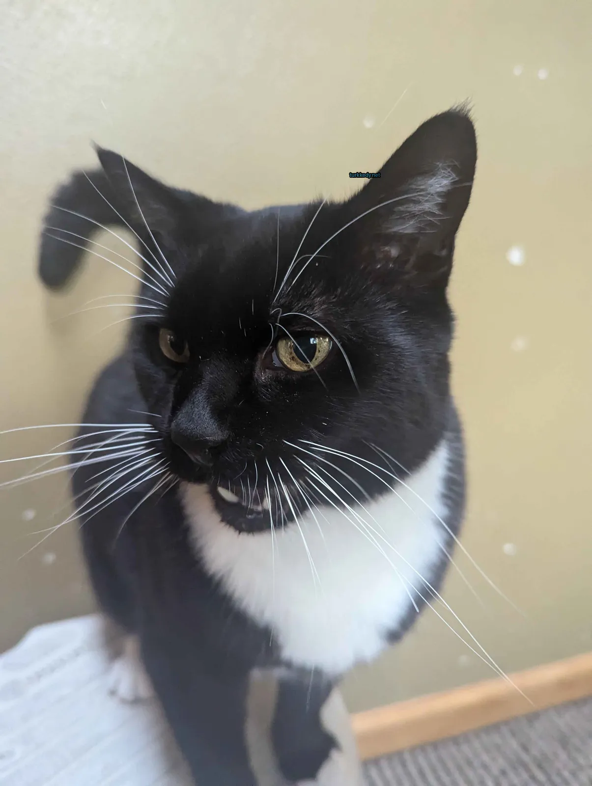 Siyah ve beyaz bir kedi, beyaz bir çene ve tüylere sahiptir.