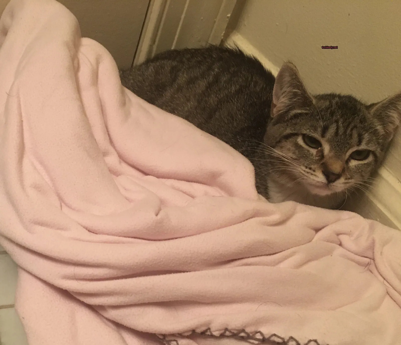 Gri ve beyaz bir kedi bir pembe örtü üzerinde yatıyor.