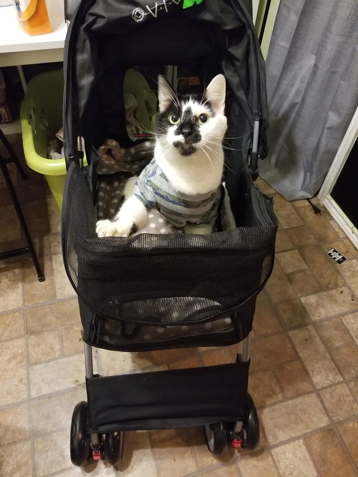Siyah ve beyaz bir kedi, mavi bir tişört ve leylak desenli bir tişörtle bir bebek arabasında oturuyor.