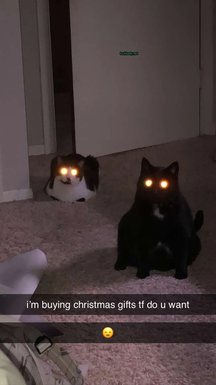 Beyaz bir kedi, parlayan gözleriyle zemine oturuyor.