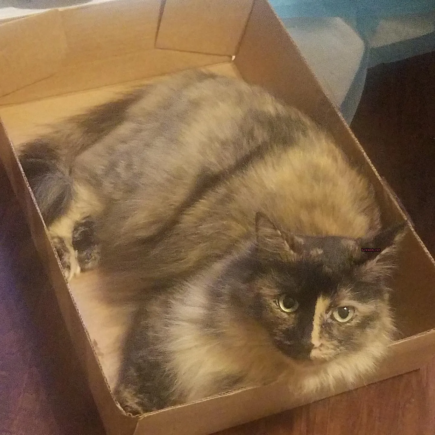 Siyah ve kahverengi desenli bir kedi bir karton kutuda yatıyor.