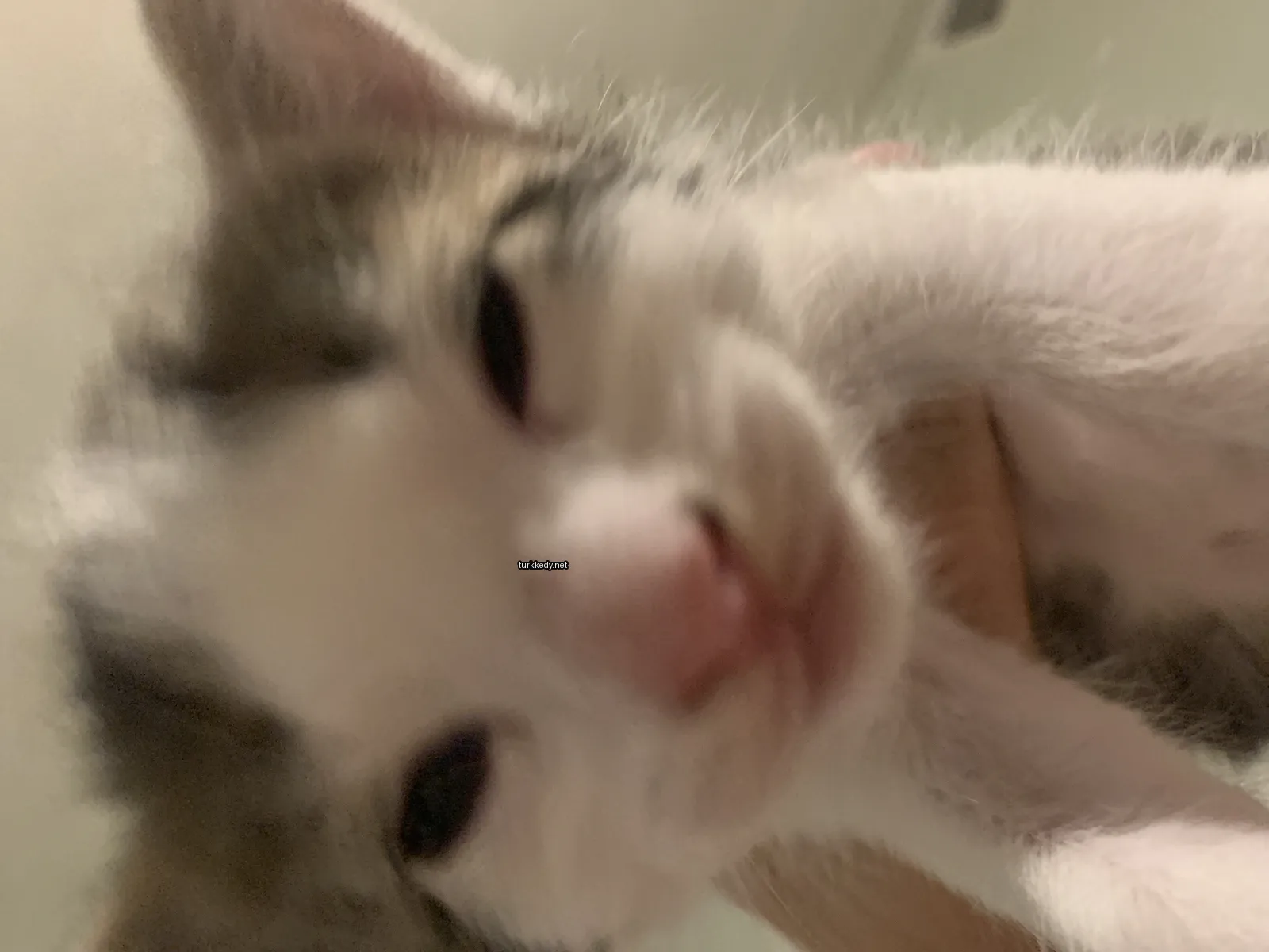 Beyaz ve gri bir püskürtü olan bir kedi, bir insana tutuluyor.