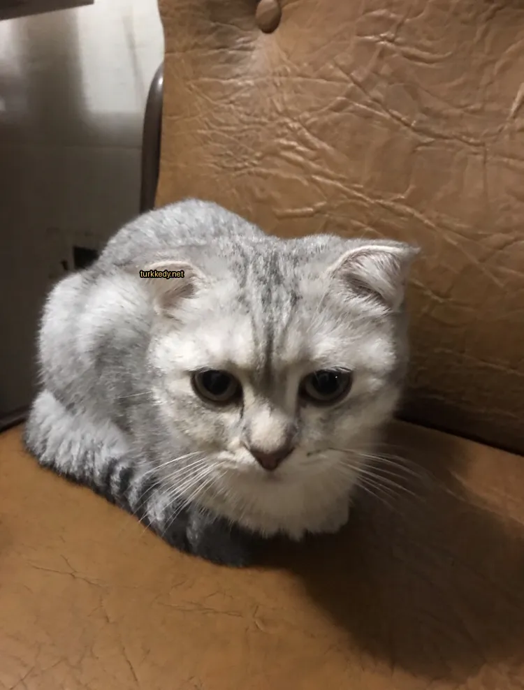 Gri ve beyaz bir kedi kahverengi deri koltuğun üzerinde oturuyor.