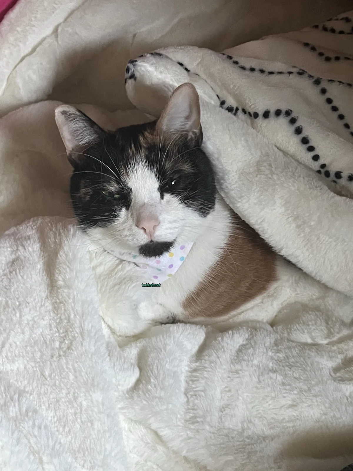 Yeşil bir kemerli bir kedi beyaz bir battaniyede yatıyor.