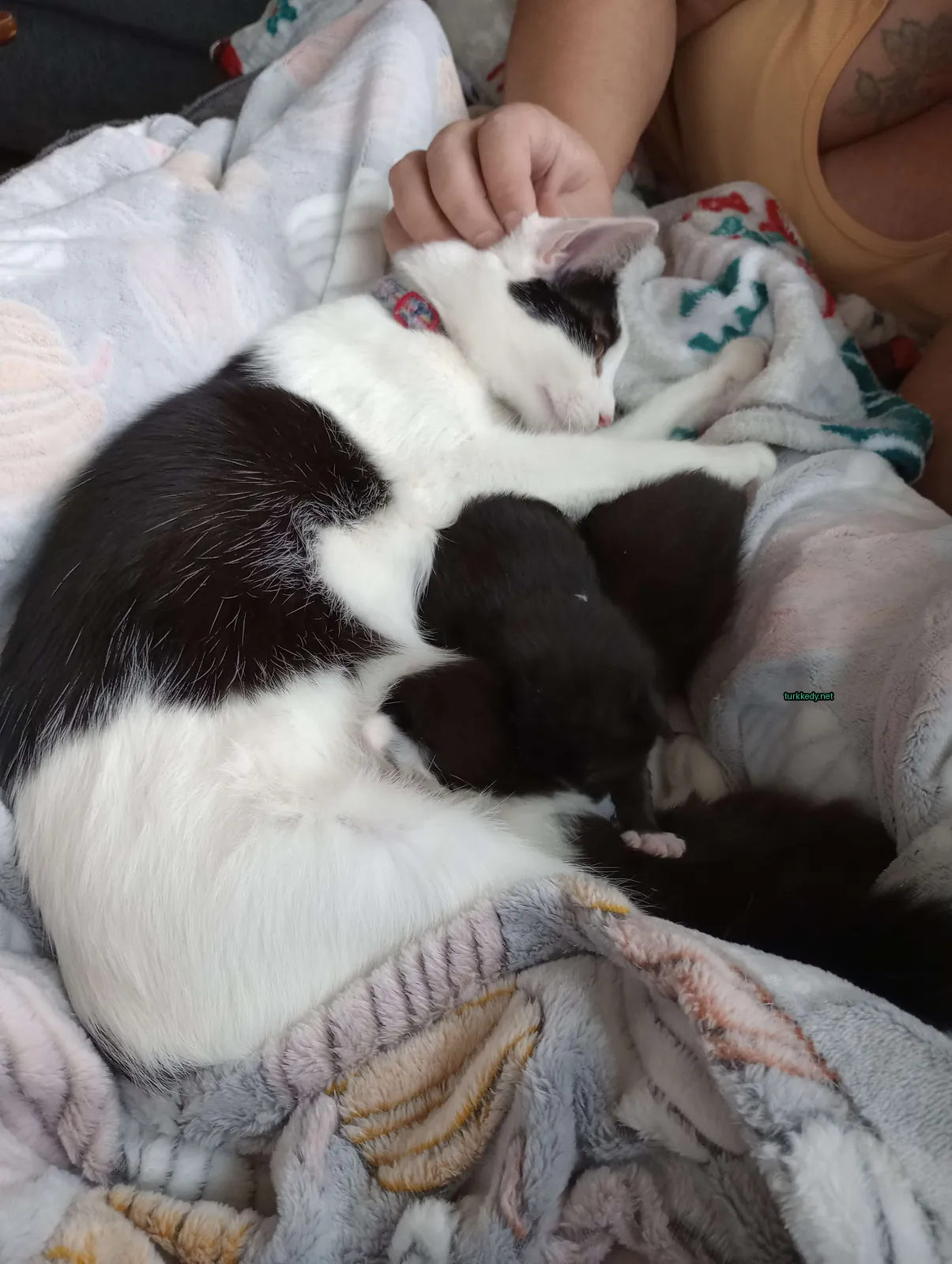 Siyah beyaz kedi yavru kediyle yatan yatağında uyuyor.