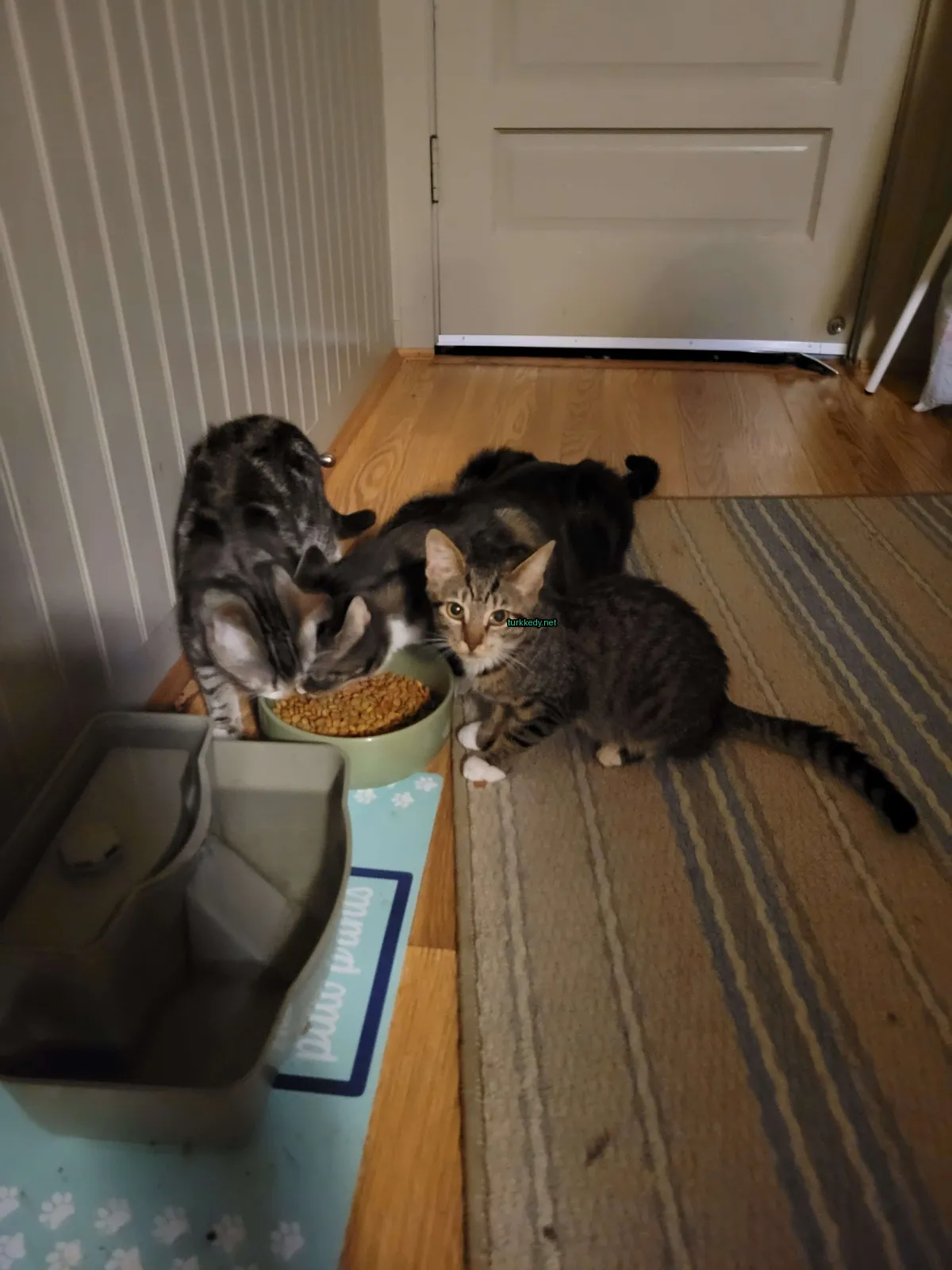 Gri ve siyah bir kedi bir yastıkta bir tabak yiyecek yanındadır.