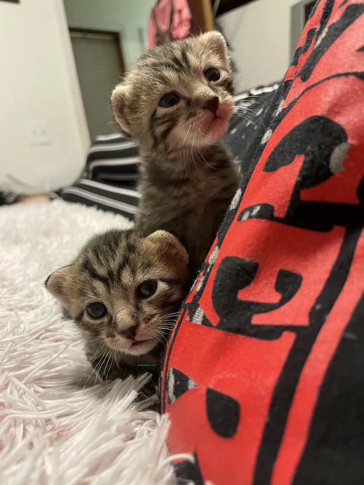 İki kedi kırmızı ve beyaz bir bez üzerinde oturuyor.