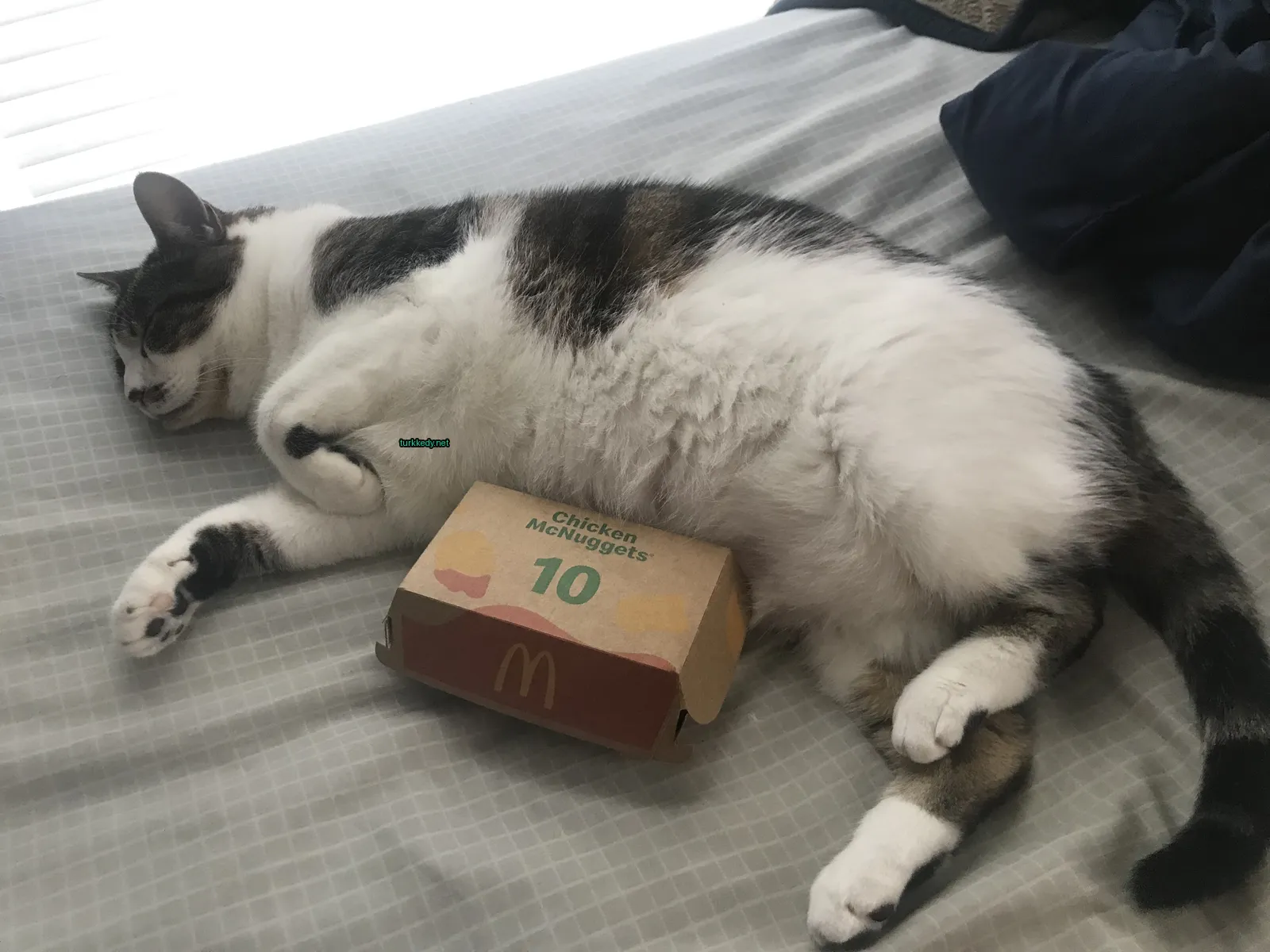 Beyaz ve siyah bir püskürtü olan bir kedi yatakta bir kutu tavuk minisi yanındadır.