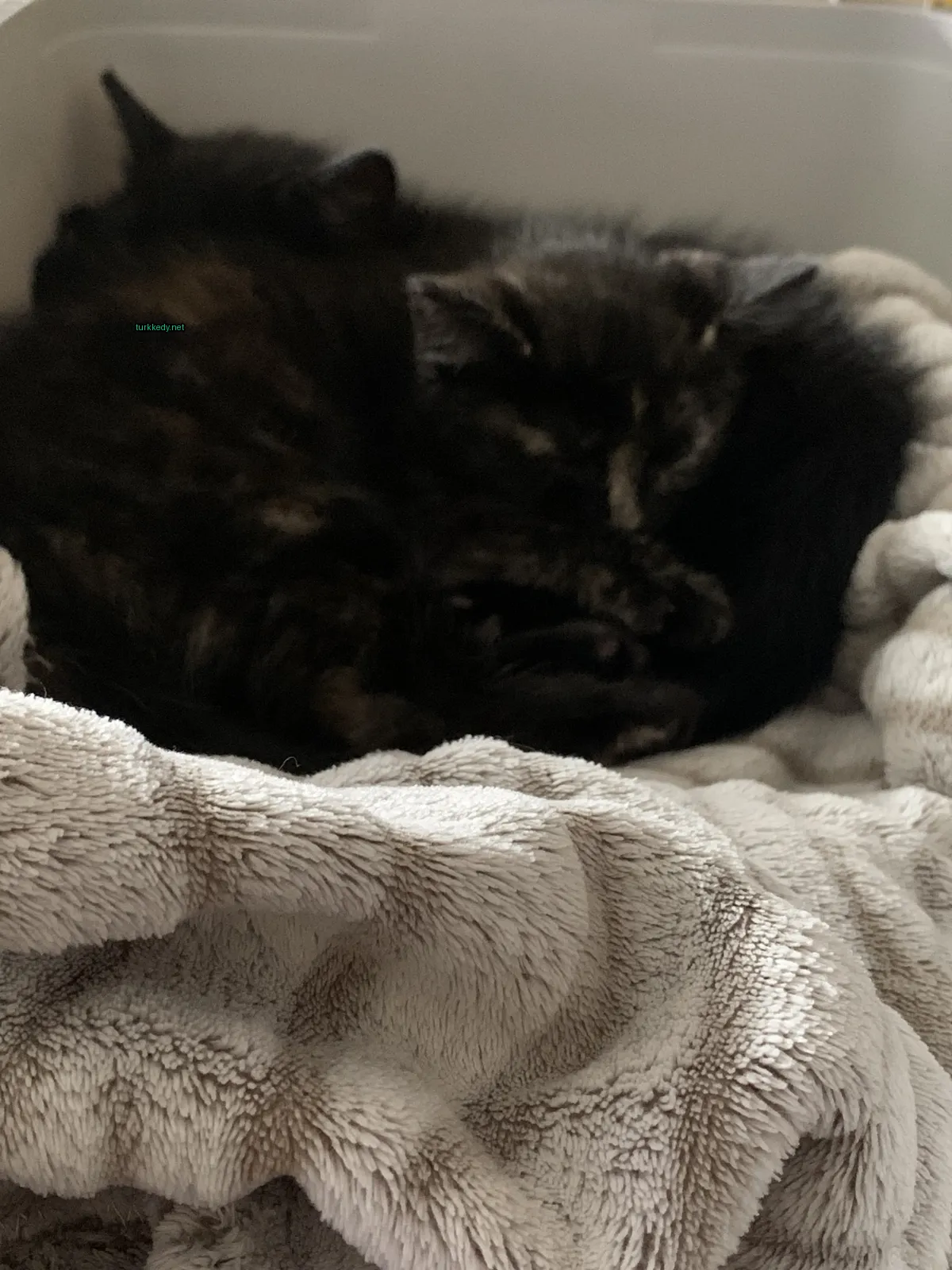 Siyah ve kahverengi bir kedi bir battaniyenin üzerinde sarılı duruyor.