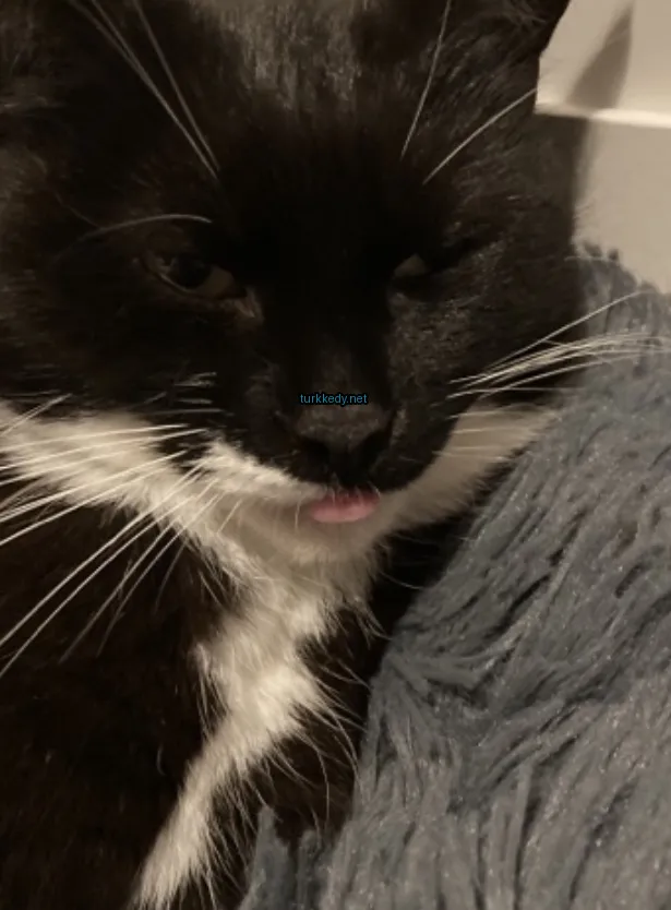 Siyah ve beyaz bir kedi, kulak kancası mavi.