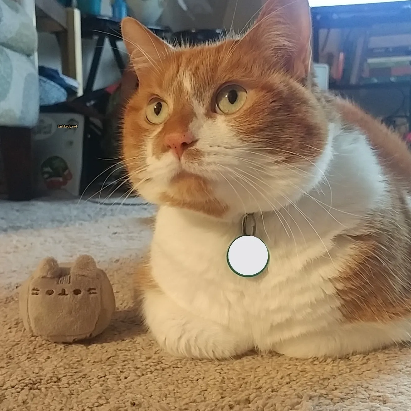 Beyaz ve kahverengi bir kedi, bir zil takılı kolyesi ile zemine uzanmış.