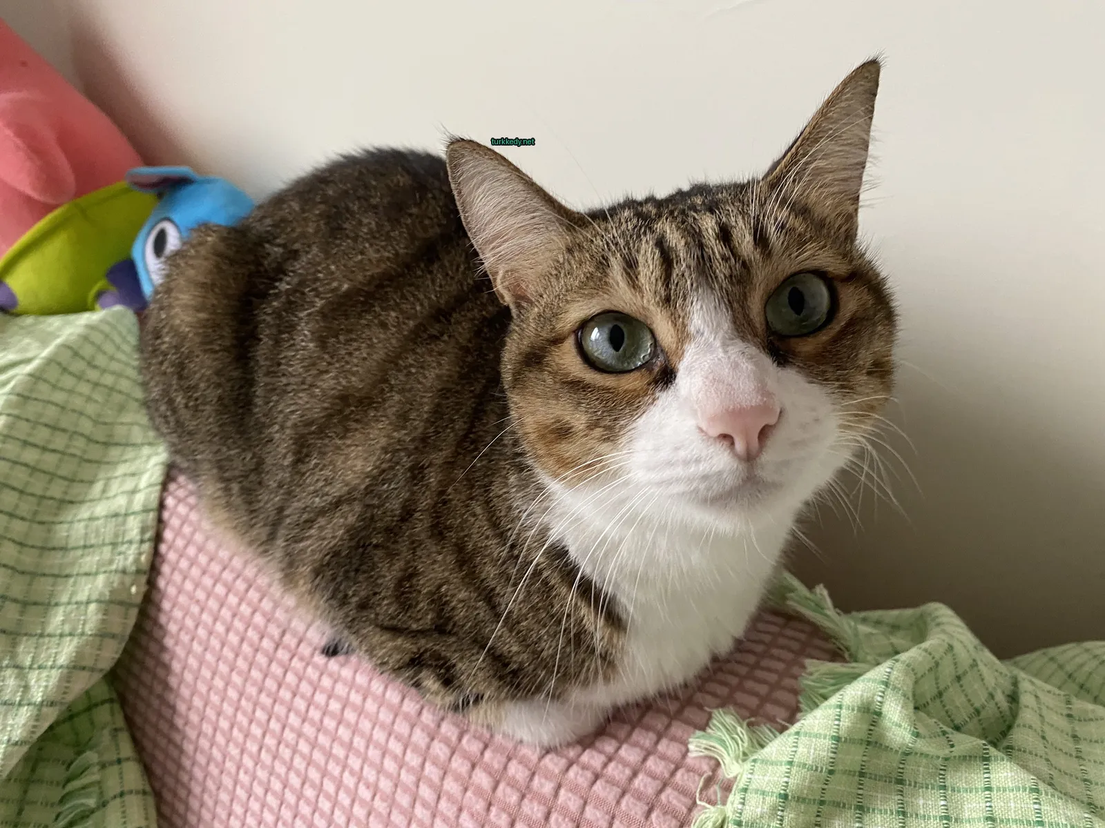 Kara ve beyaz bir kedi mavi yeşil gözleriyle pembe bir koltukta oturuyor.