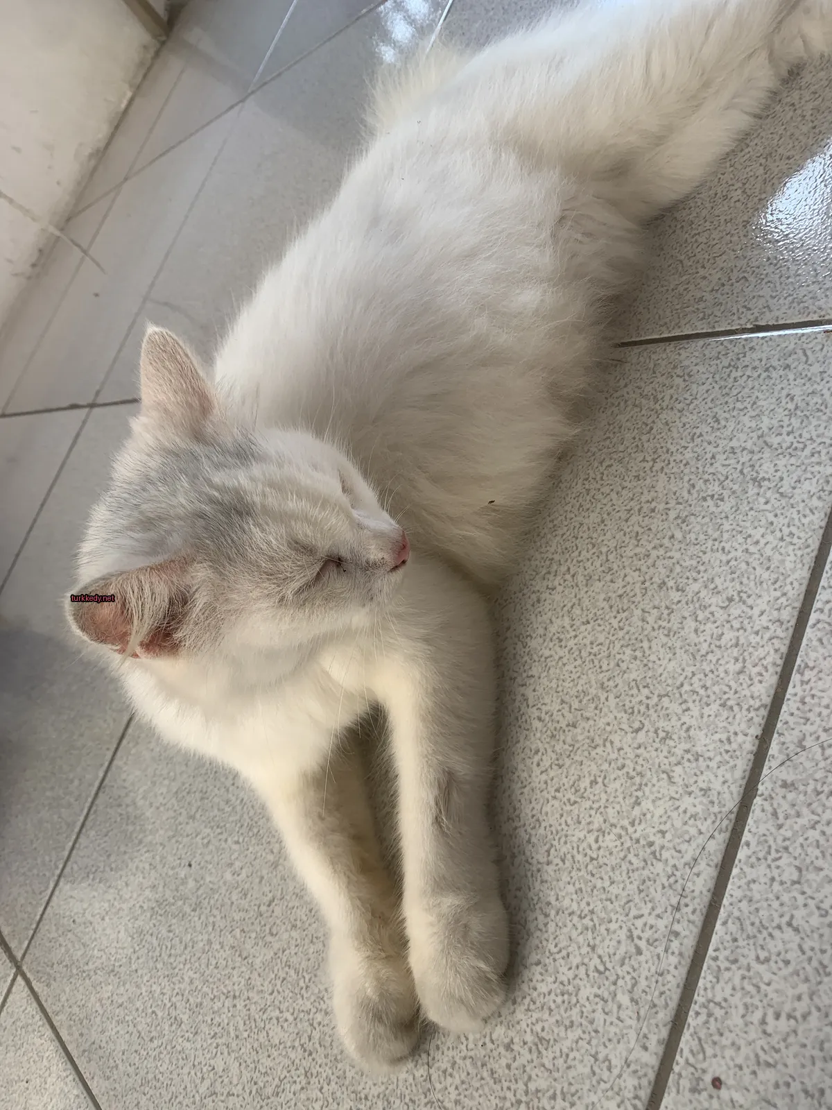 Beyaz bir kedi zemine yatıyor.