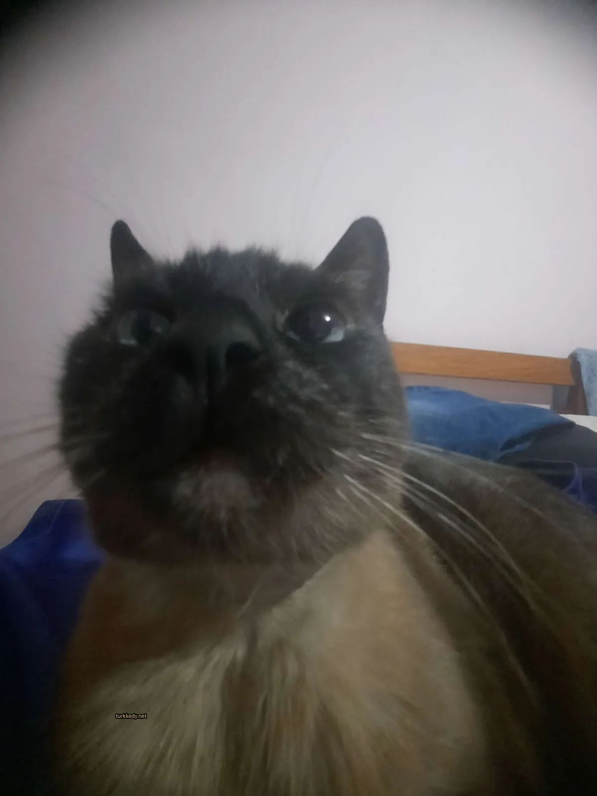 Siyah burunlu ve beyaz tüylü bir kedi yatakta oturuyor.