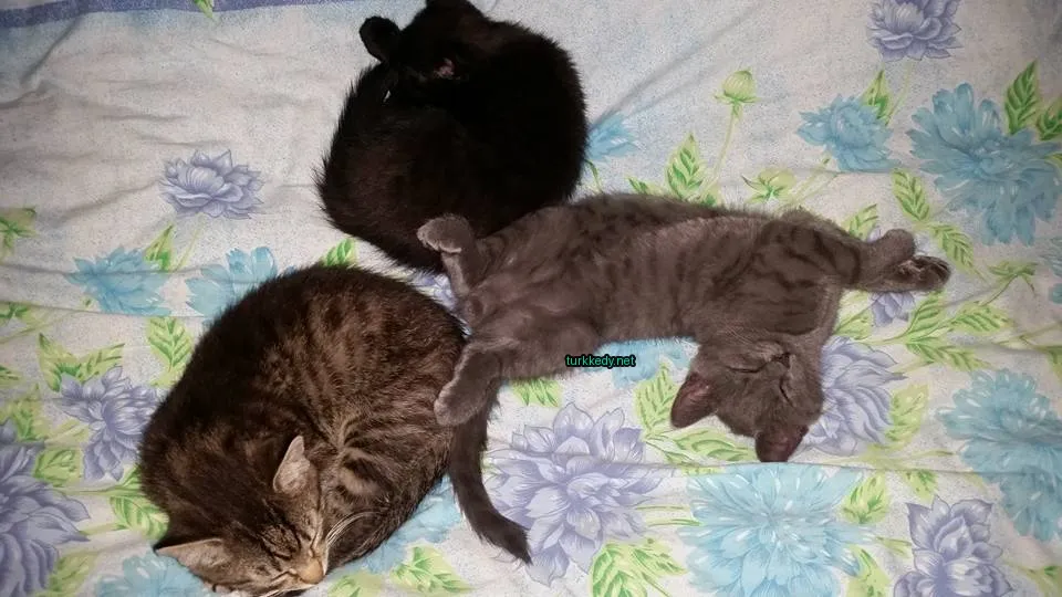 Siyah bir kedi bir grey kedi ile birlikte bir bez üzerine yatıyor.