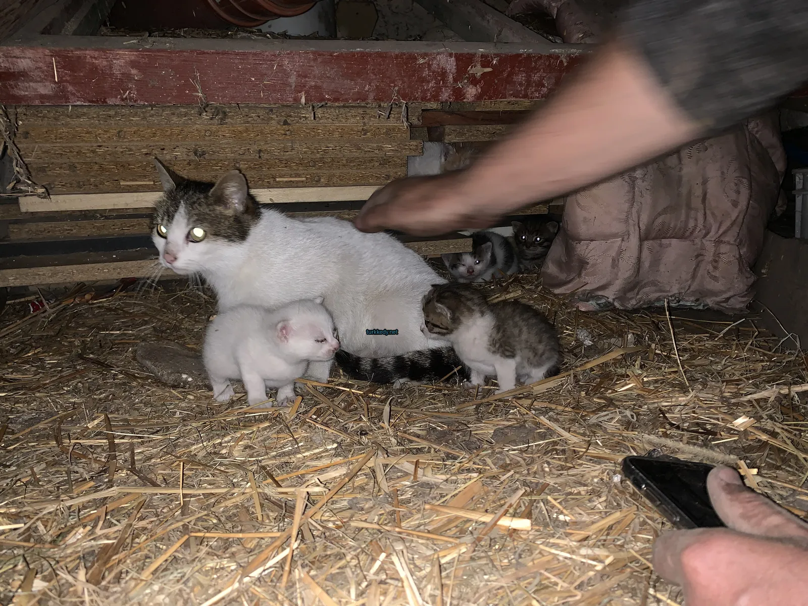 Beyaz ve siyah bir kedi, kulaktaki yeşil etiketli.