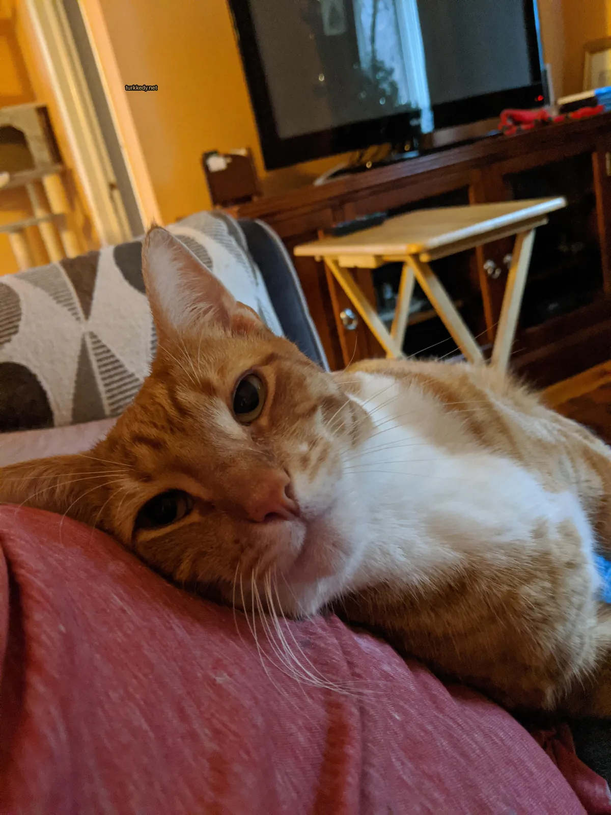 Kırmızı bir tişört üzerinde kahverengi ve beyaz bir kedi yatıyor.