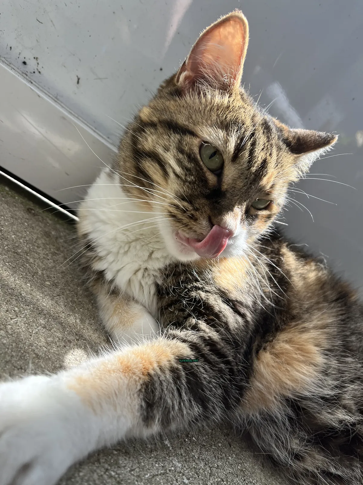 Kırmızı-yeşil desenli bir kedi zemine yatıyor.