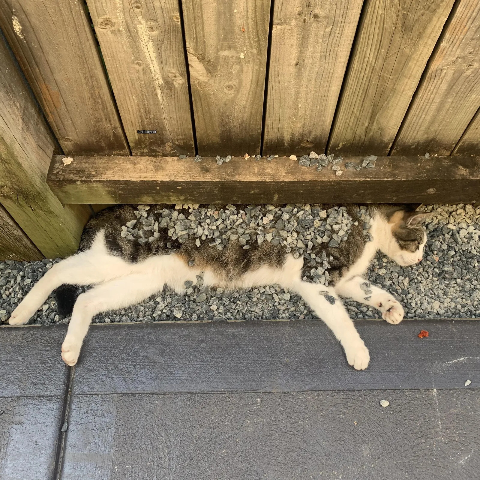 Siyah ve beyaz bir püsküllü bir kedi kayalıkların üzerinde yatıyor.