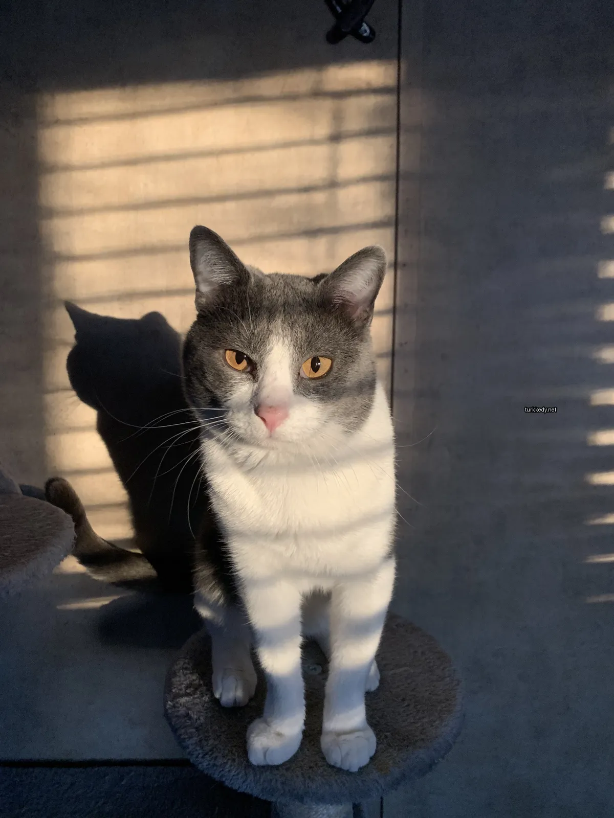 Gri ve beyaz bir kedi bir kedi ağacında oturuyor.