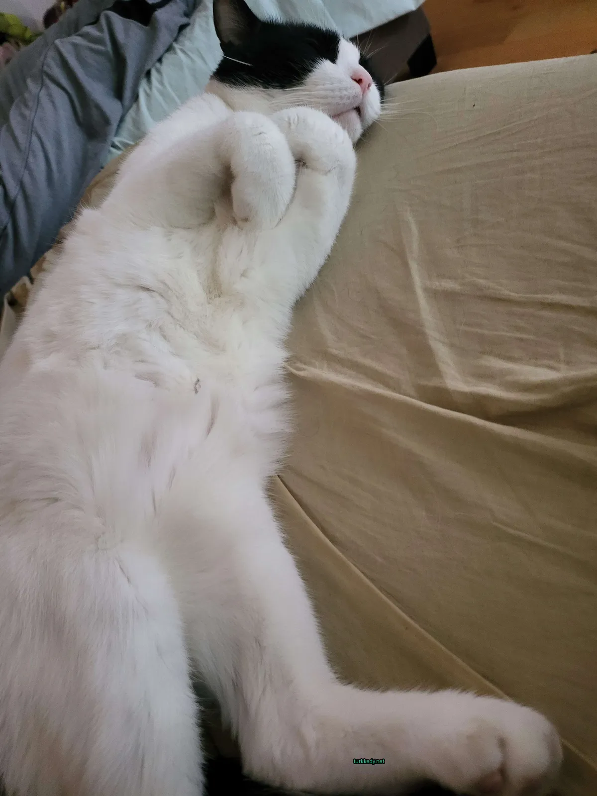 Beyaz bir kedi yatan yatakta kuyruk bükük pozisyonda yatıyor.