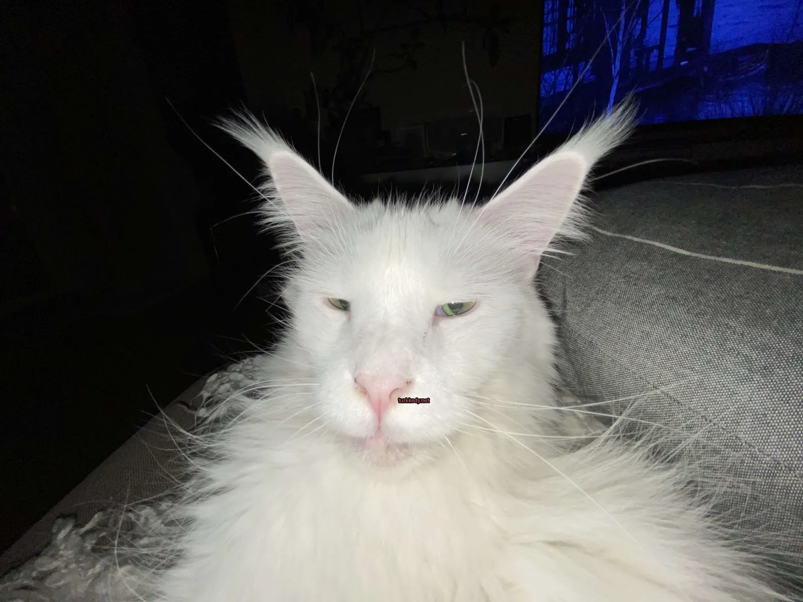 Beyaz bir kedi, uzun tüylü ve siyah burunlu, bir sofa üzerinde oturuyor.