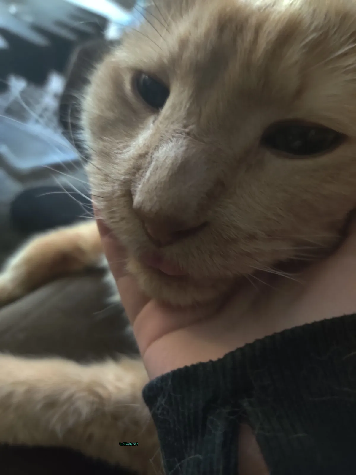 Bir kedi, kahverengi ve beyaz bir desenle, bir kişinin elinde bir sofa üzerinde yatıyor.
