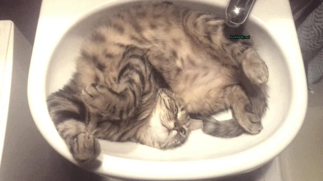 Kırmızı ve siyah desenli bir kedi banyo küvetinde sırtüstü yatıyor.