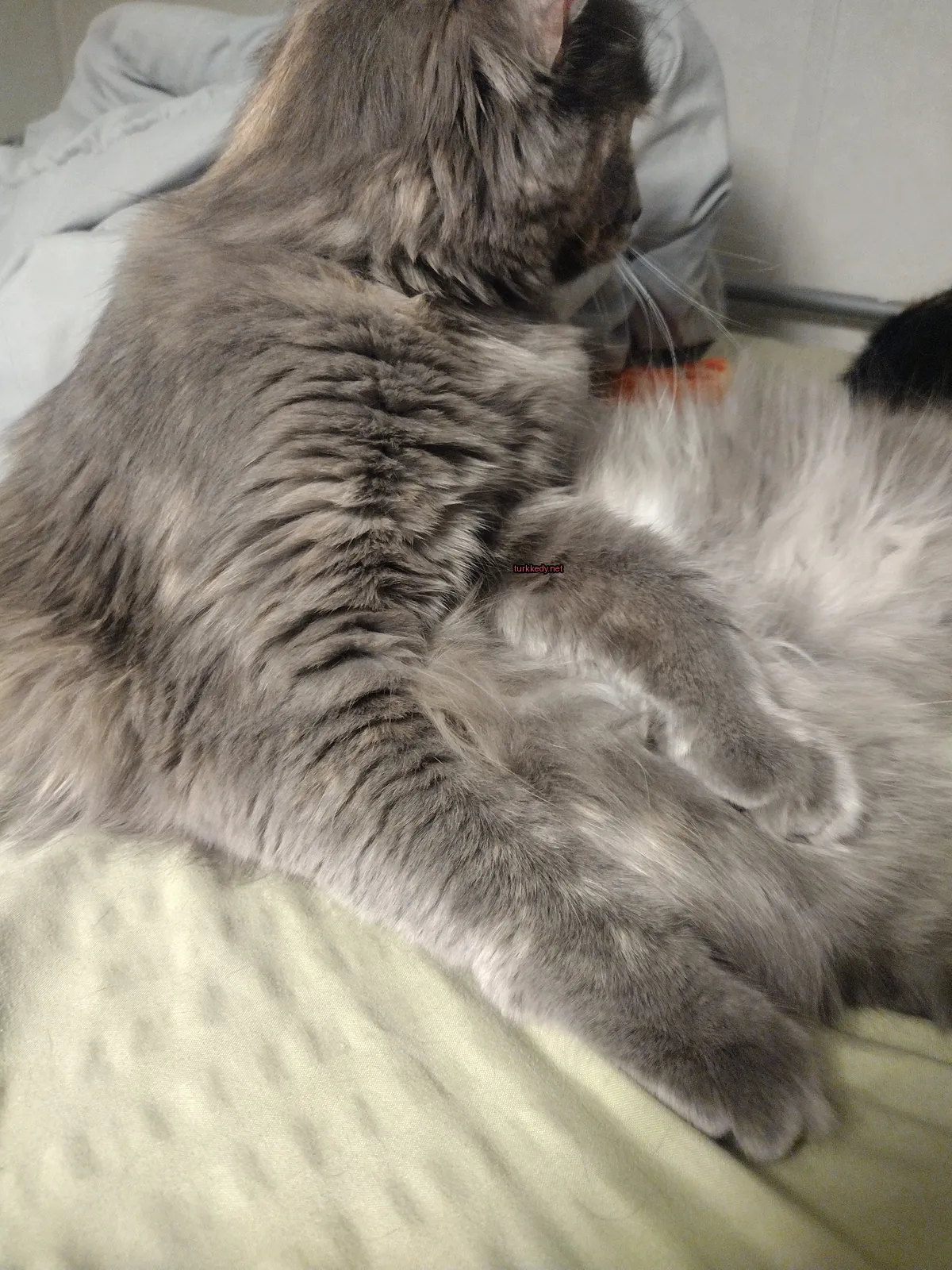 Gri ve beyaz bir kedi yatakta yatıyor.
