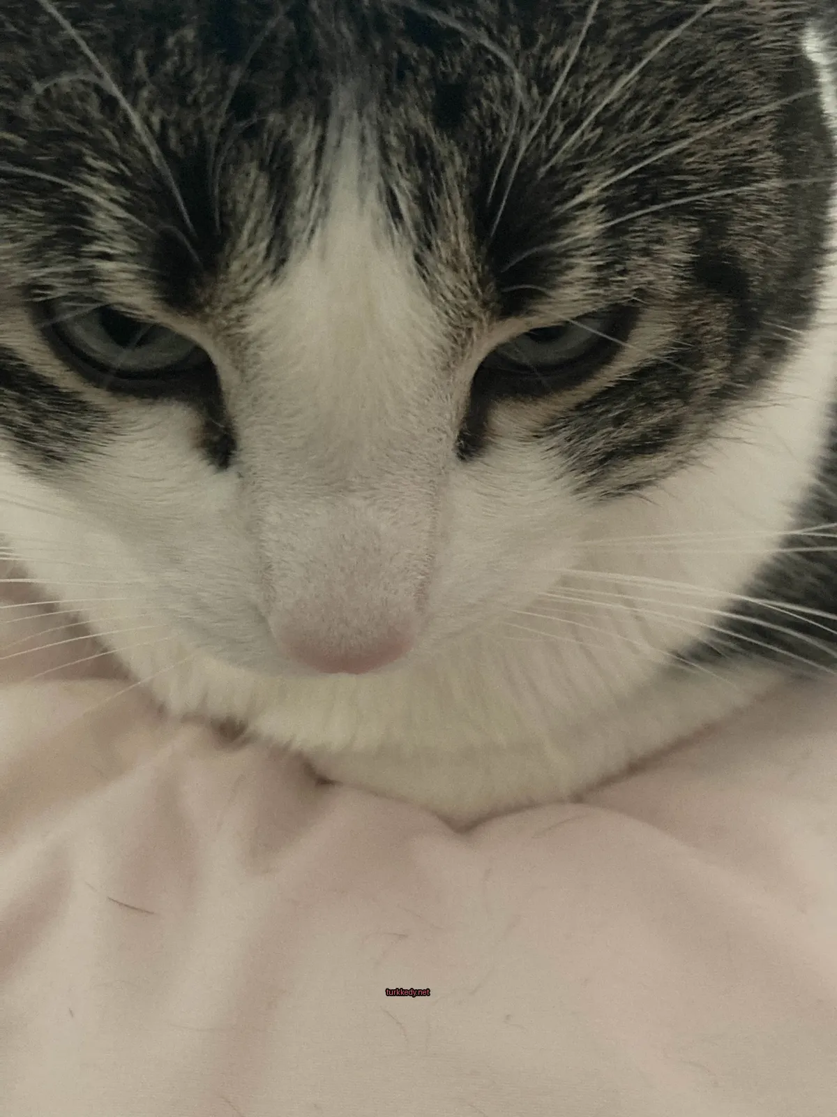 Beyaz ve siyah bir kedi,-stripli desenli, bir pink yastıkta oturuyor.