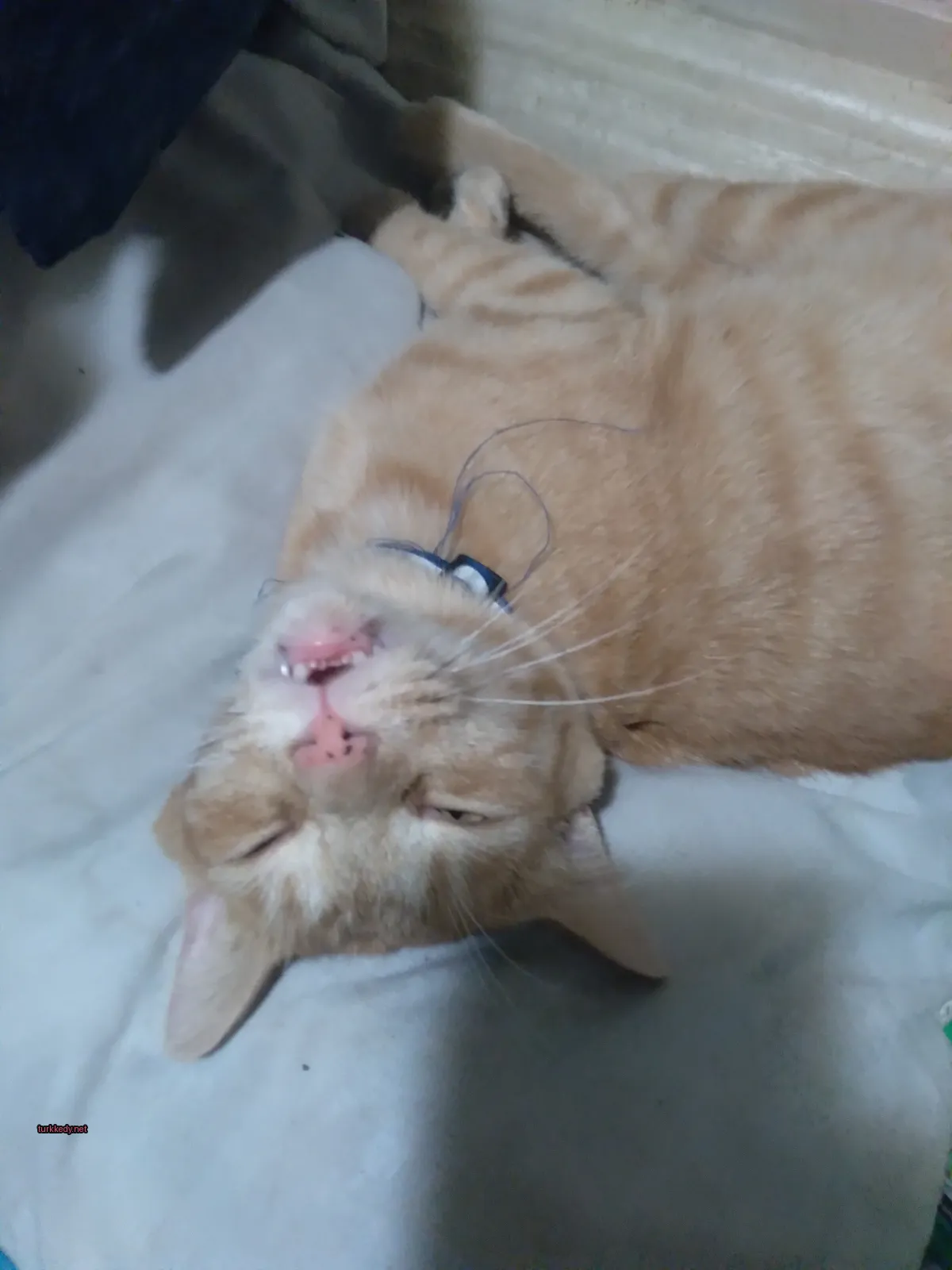 Mavi kemerli bir kedi beyaz bir yüzeyde yatıyor.