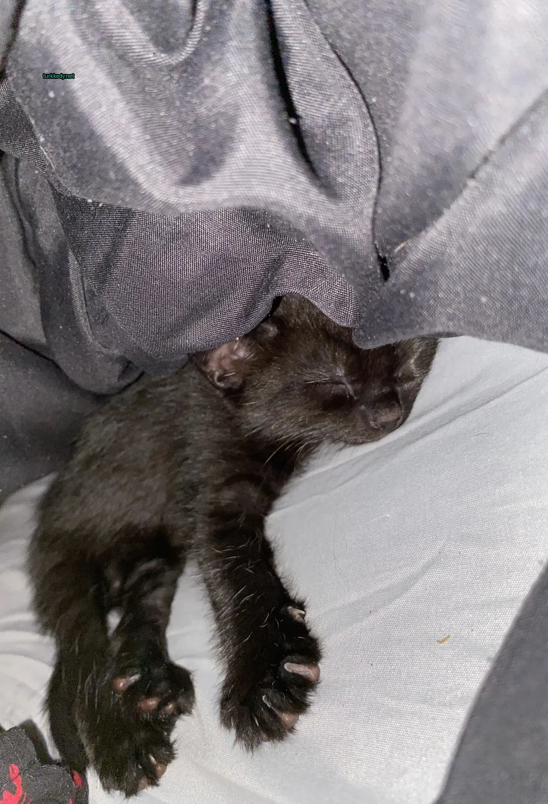 Siyah bir kedi bir örtü altındayken uyuyor.