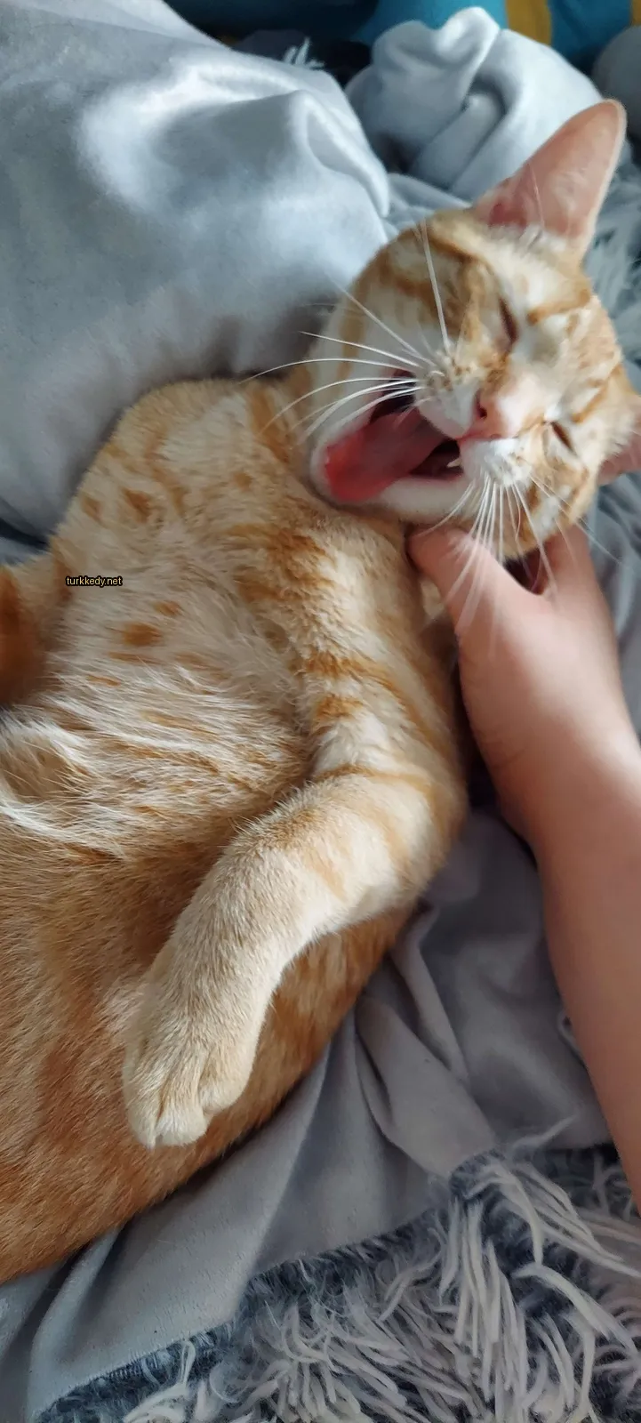 Koyu kahverengi ve beyaz bir kedi, bir insan tarafından okşandığı bir yatakta yatarken, pembe burun ve tüylere sahiptir.