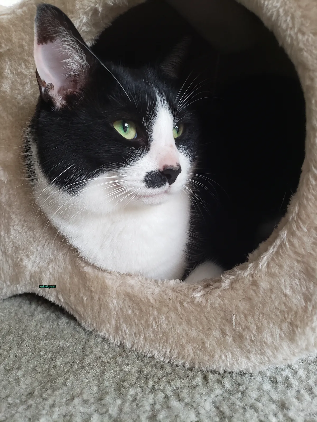 Siyah ve beyaz bir kedi kedi yatağında oturuyor.