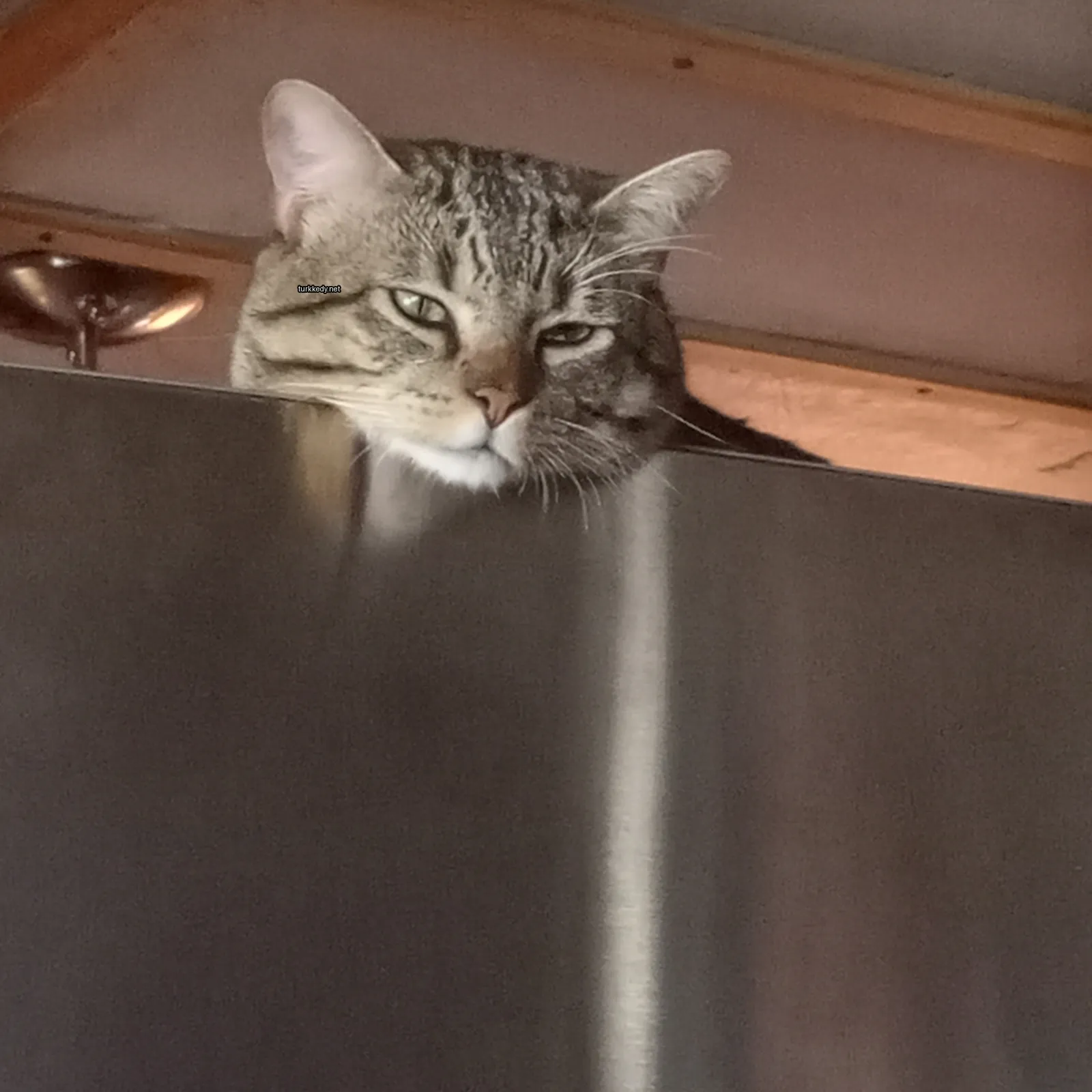Beyaz ve gri bir püskürtü olan bir kedi metal bir yüzey üzerinde oturuyor.