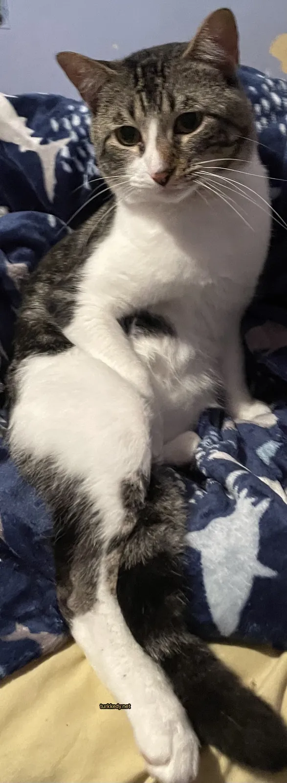 Siyah ve beyaz bir kedi bir battaniyede oturuyor.