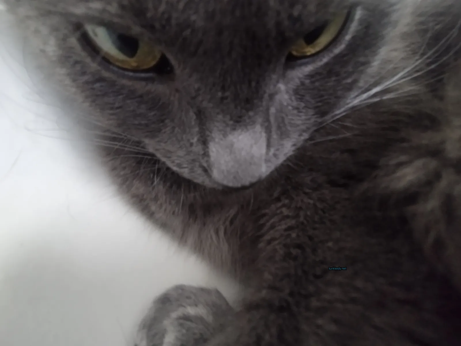 Gri bir kedi, sarı gözleri ile beyaz bir yüzeyde oturmaktadır.