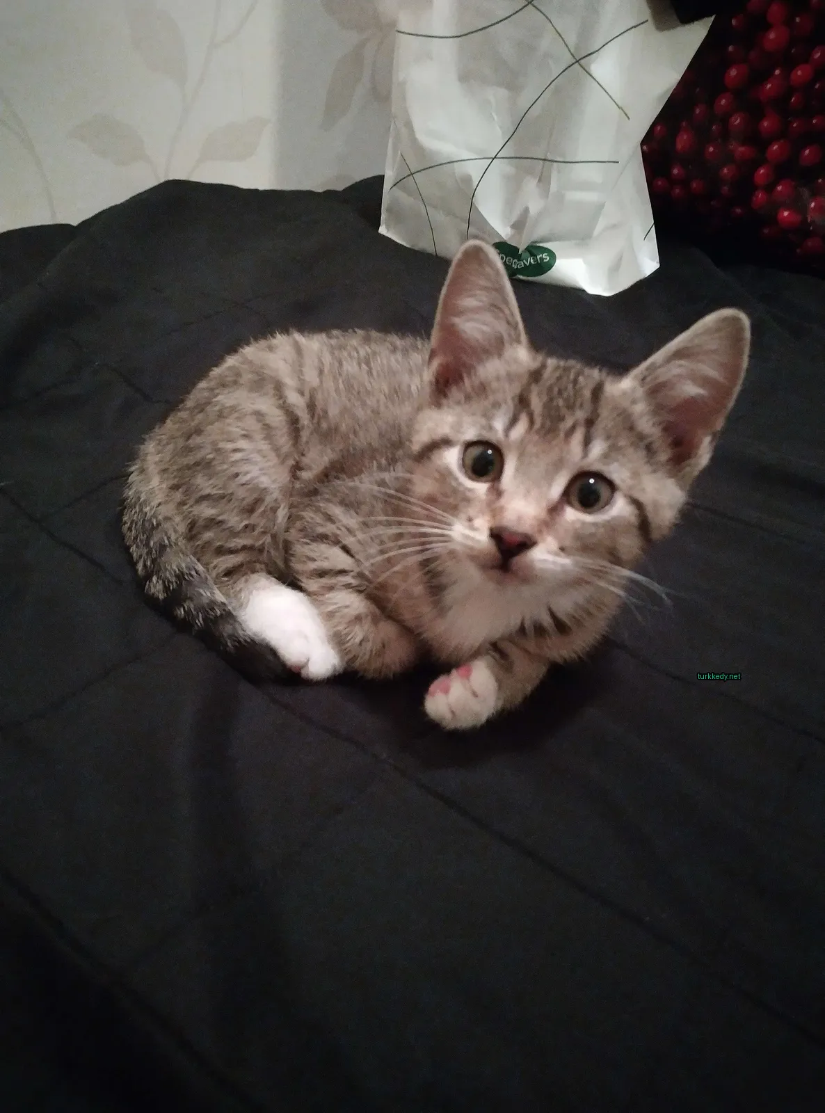 Beyaz ve gri desenli küçük bir kedi siyah bir bez üzerinde yatıyor.