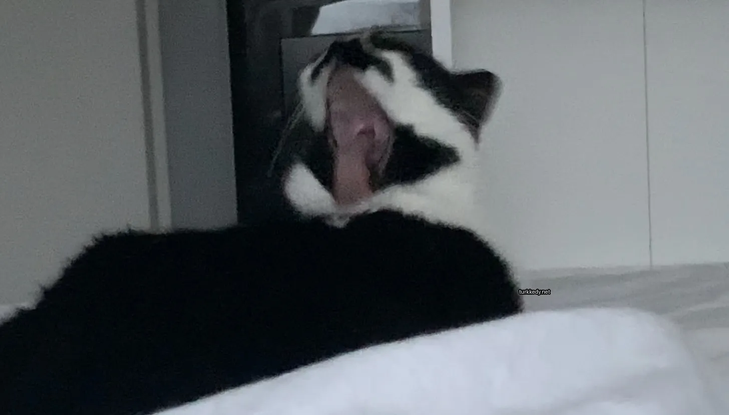 Siyah beyaz bir kedi yatağın üzerinde ağzını açmış vaziyette oturuyor.