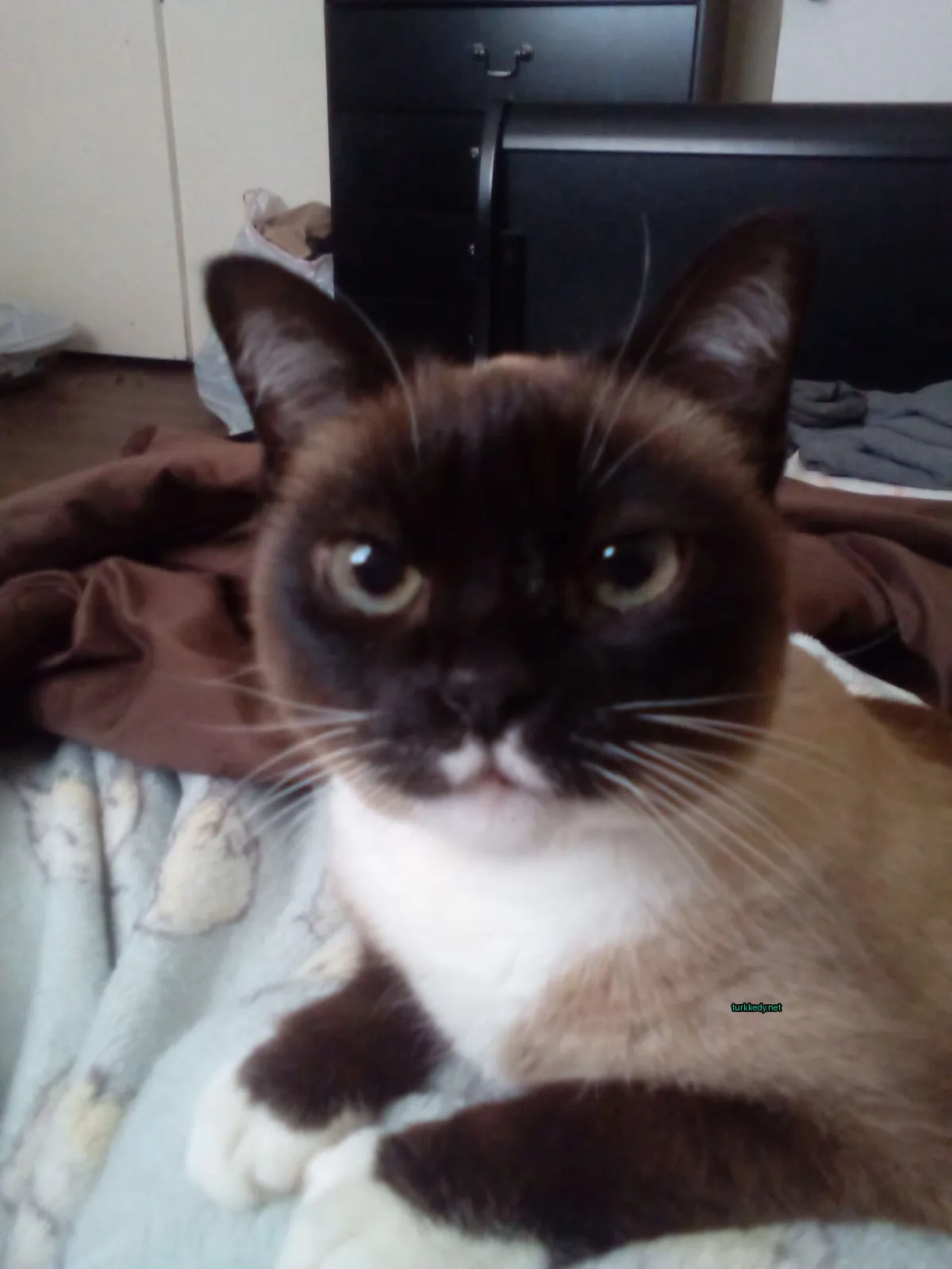 Beyaz ve kahverengi bir kedi, beyaz bir çene ve tırnaklarla yatağın üzerinde oturuyor.