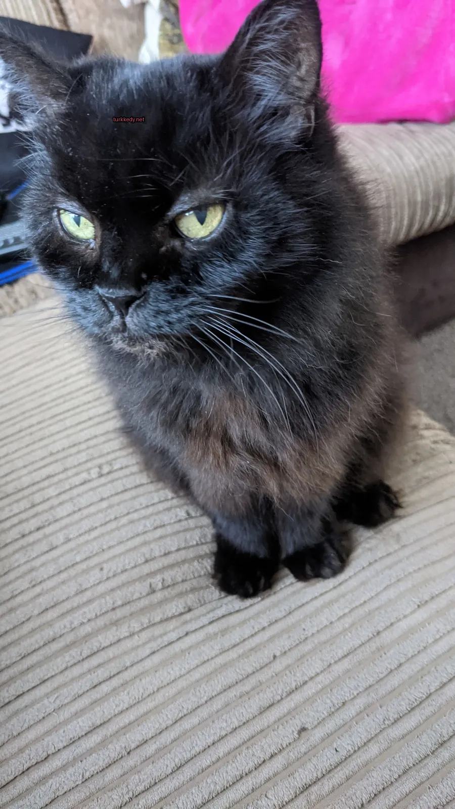 Siyah bir kedi sarı gözleriyle bir sofa üzerinde oturuyor.