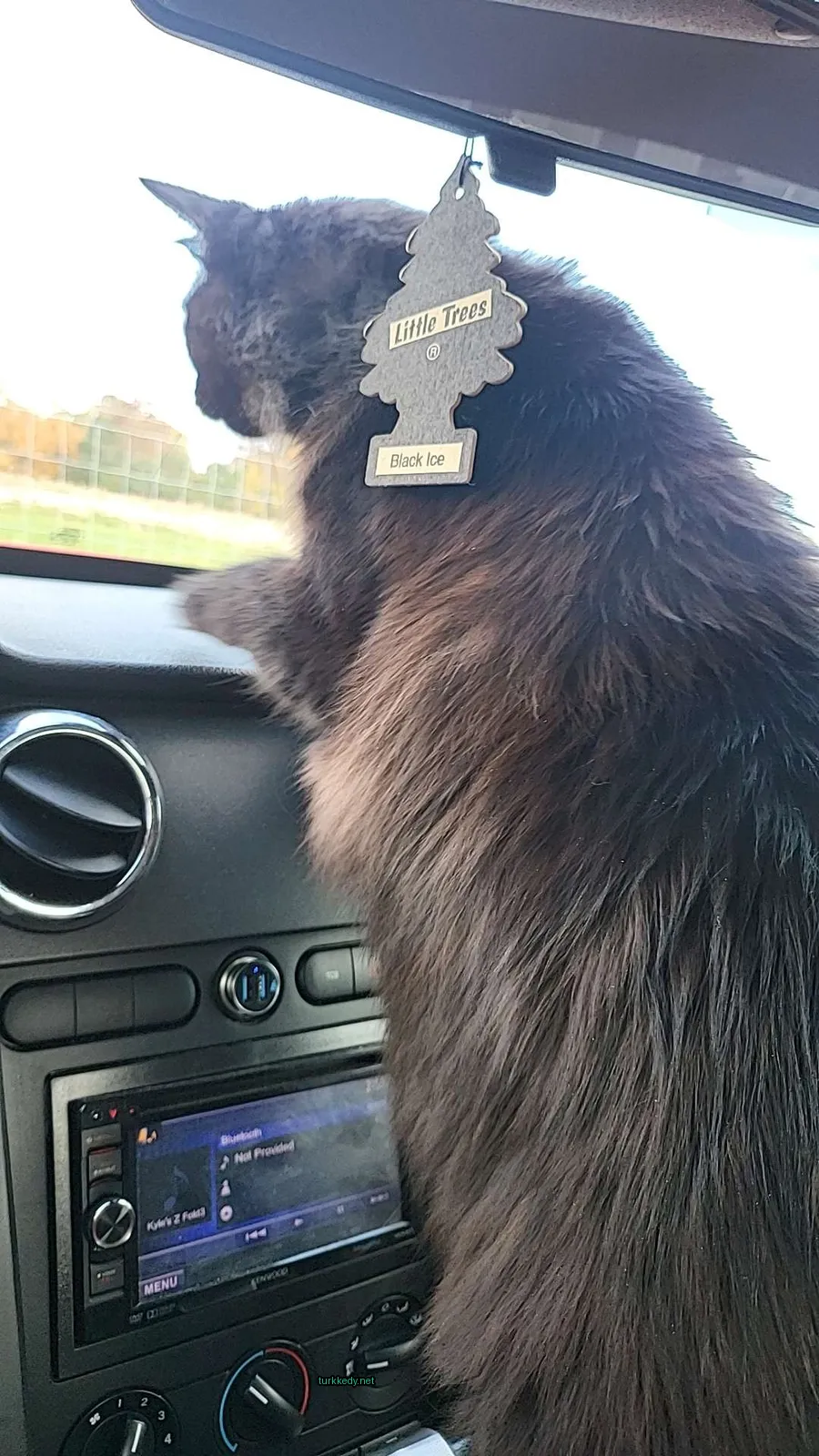 Aracın ön panelinde oturan bir siyah kedi, siyah bir kolye ve etiket taşıyor.