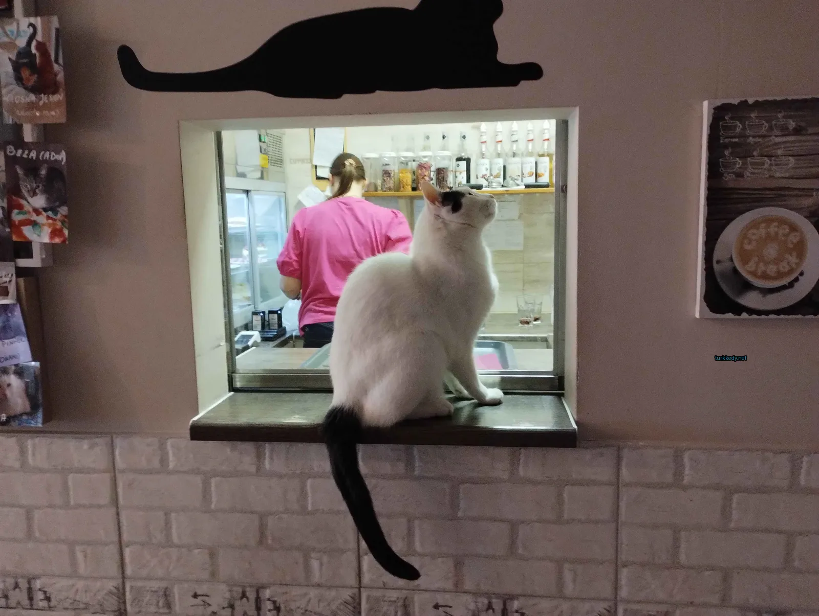 Beyaz bir kedi, siyah bir kuyruğu var, pencere camına oturuyor.