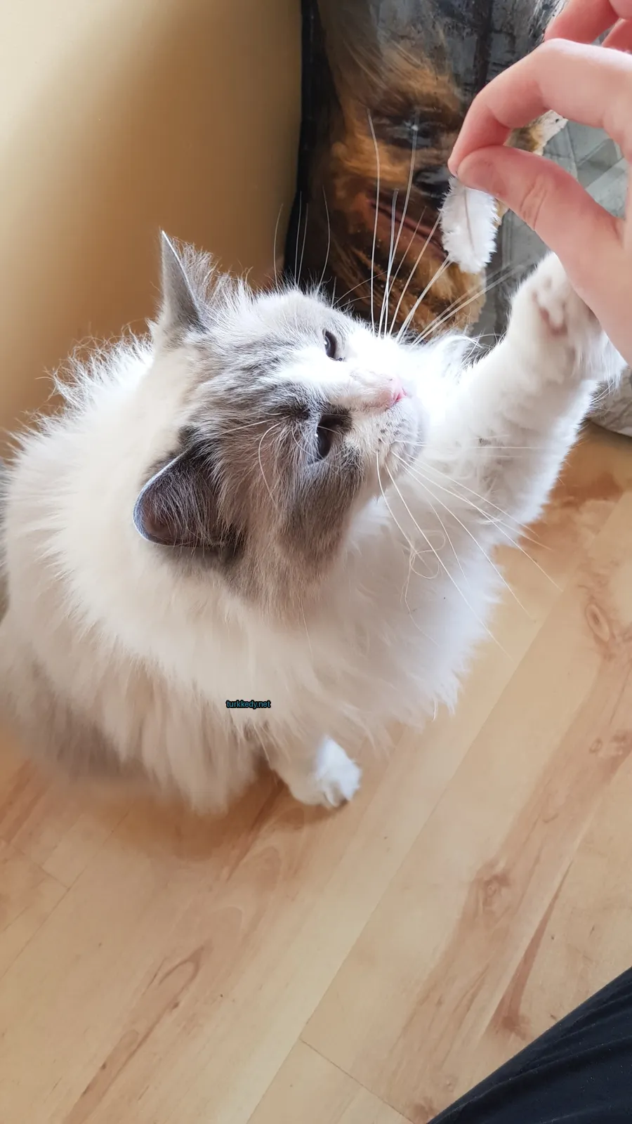 Beyaz ve gri bir kedi uzun bir bıyığıyla ahşap zeminde duruyor.