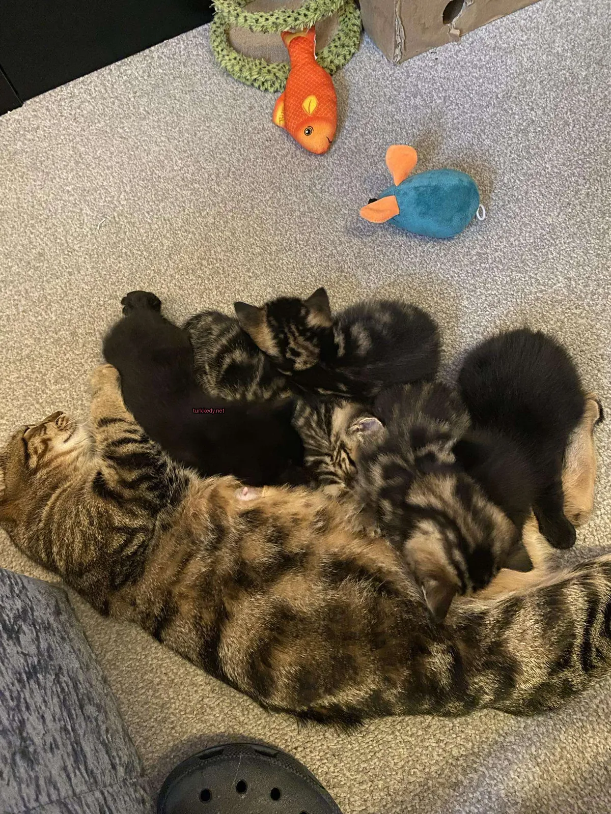 Beyaz bir zemine uzanmış siyah ve kahverengi şeritli bir kedi, yavrularıyla birlikte yatıyor.