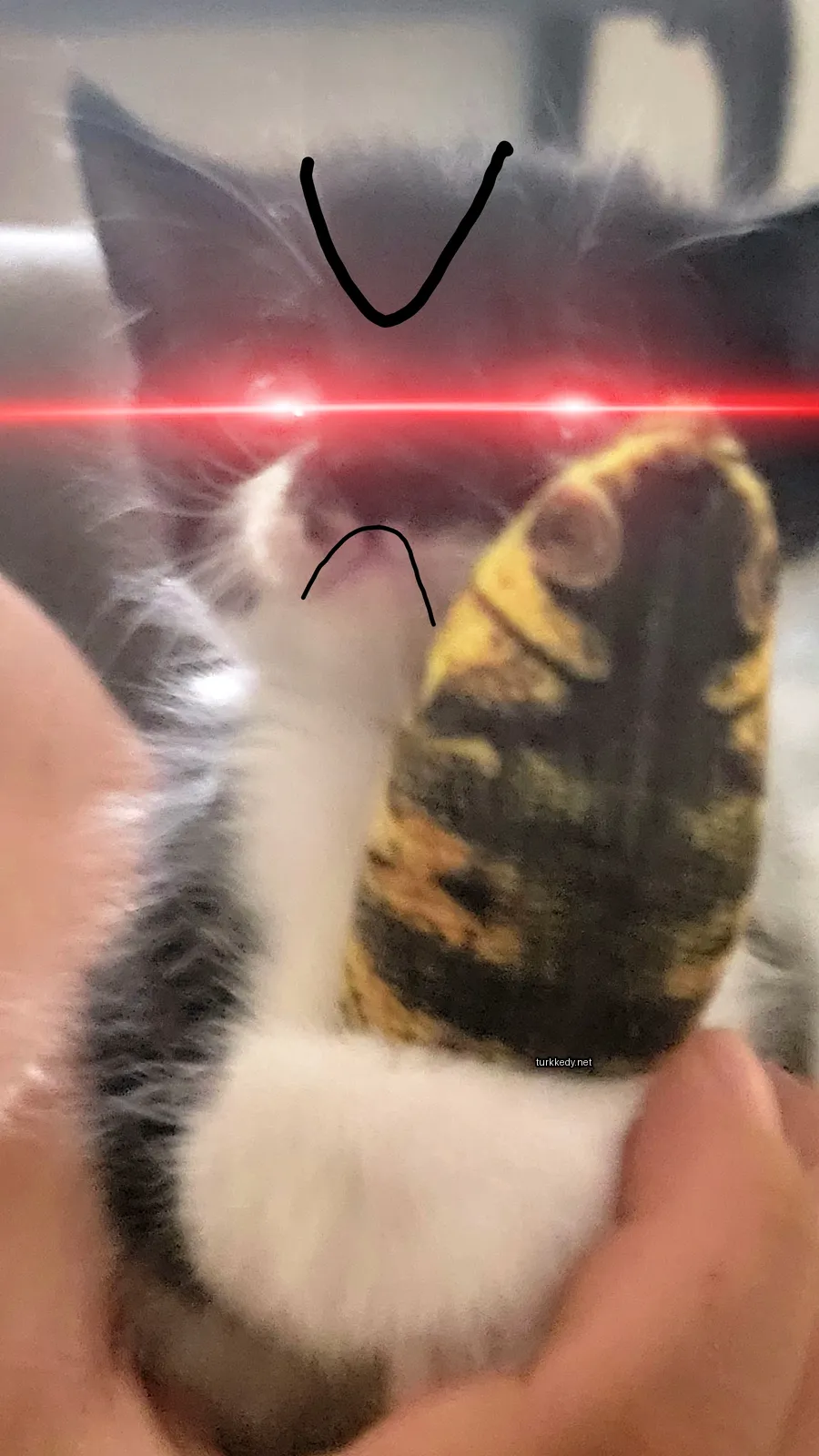 Siyah beyaz bir kedi, ağzında sarı bir oyuncak var.
