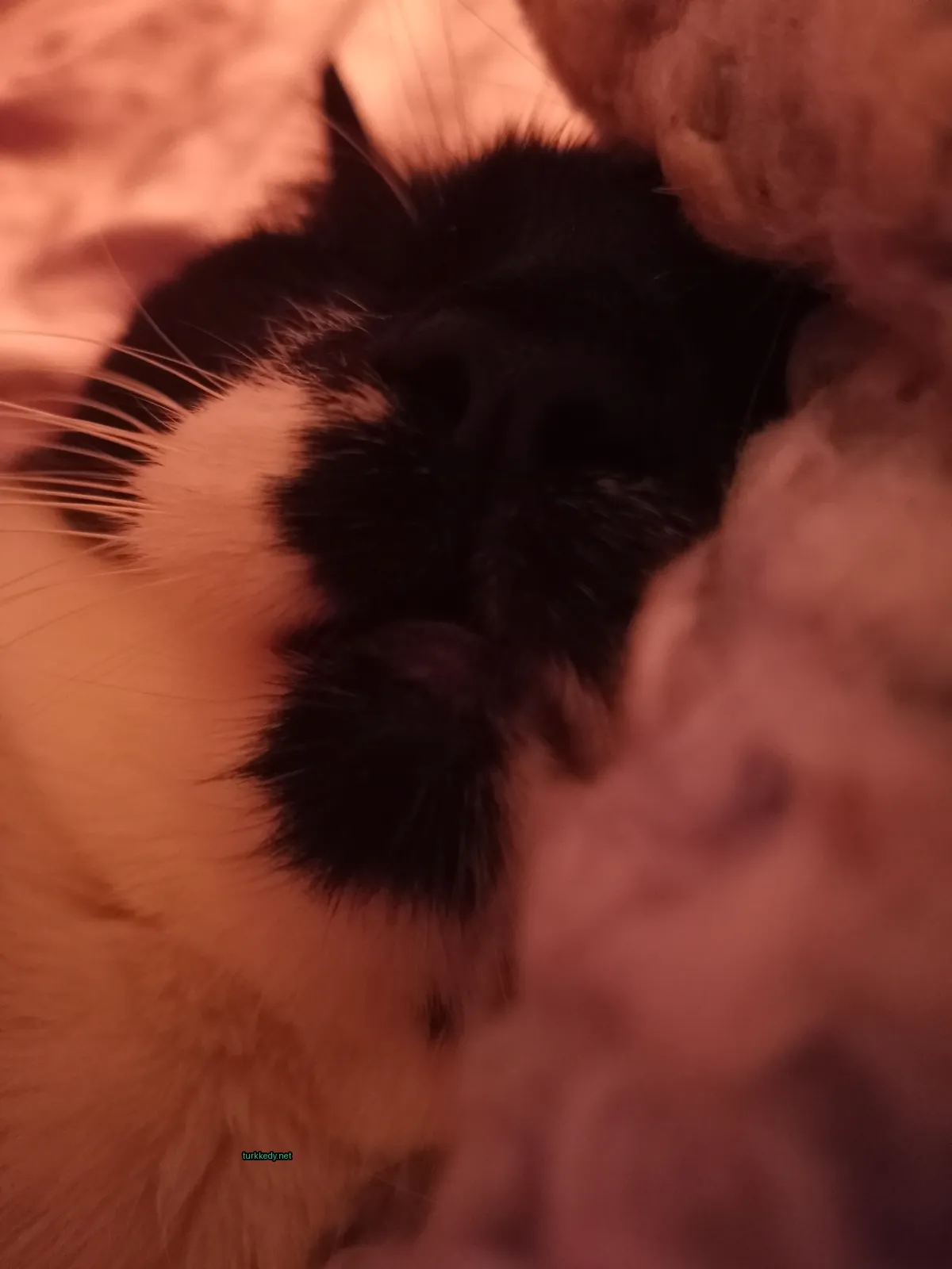 Siyah beyaz bir kedi bir minderin üzerinde yatıyor.
