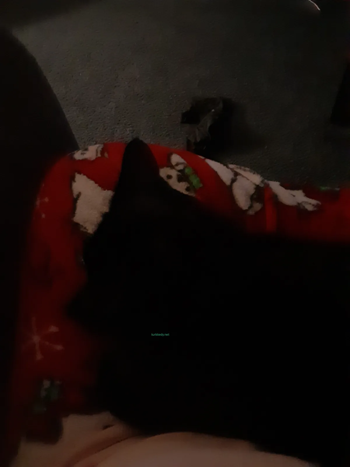Kara bir kedi kırmızı ve beyaz bir örtüde yatıyor.