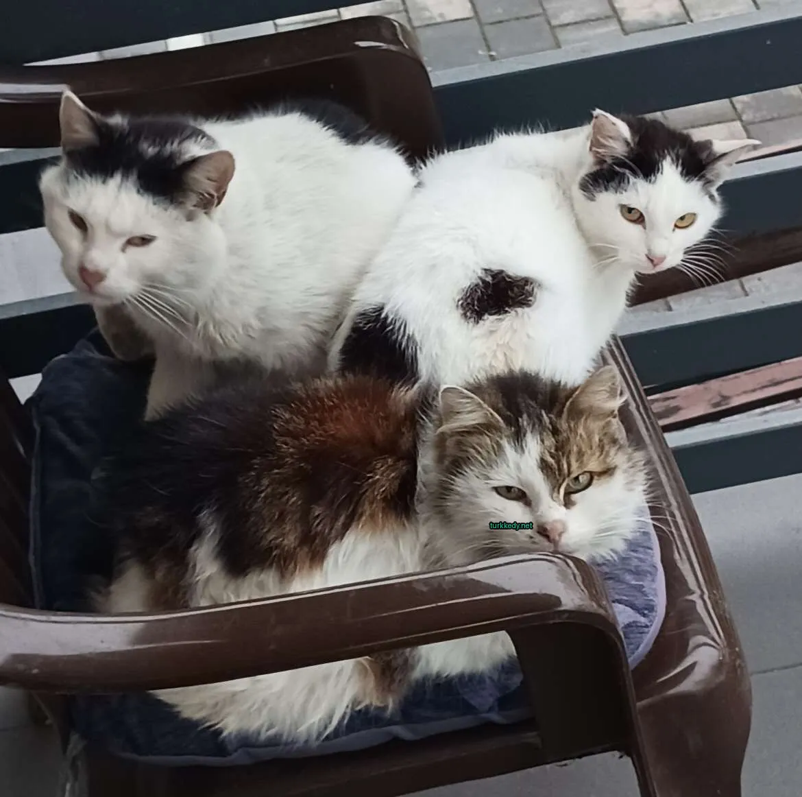 Kahverengi ve beyaz bir kedi bir sandalyede yatıyor.