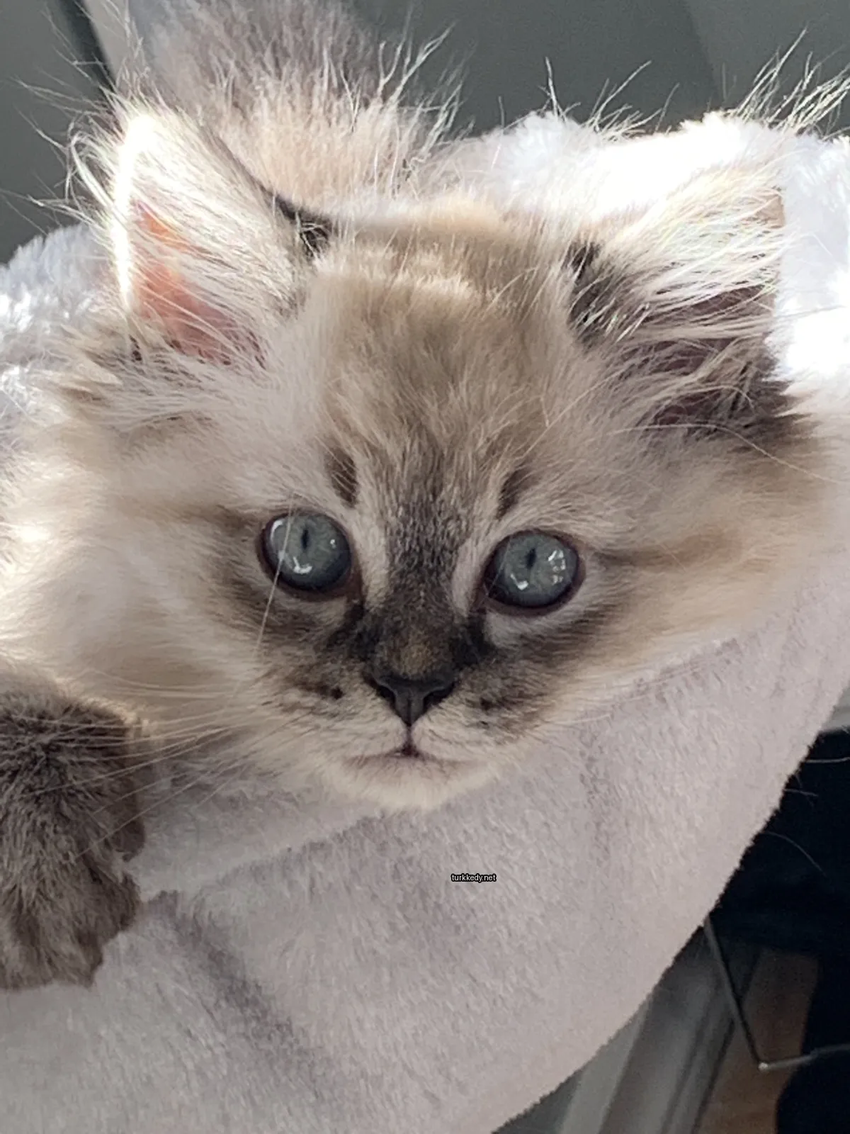 Beyaz ve gri bir kedi mavi gözlerle bir havlu üzerinde yatıyor.